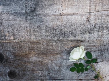 Beyaz çiçekler ile güzel gül kalça dalı