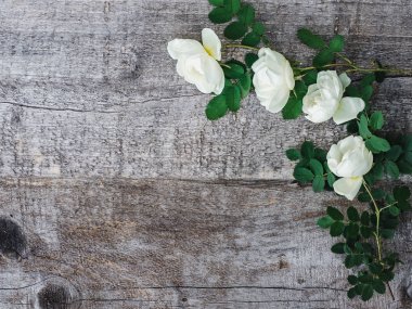 Beyaz çiçekler ile güzel gül kalça dalı