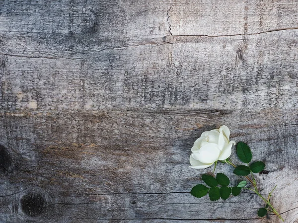 Beyaz çiçekler ile güzel gül kalça dalı