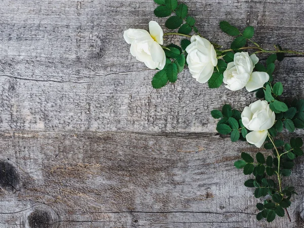 Beyaz çiçekler ile güzel gül kalça dalı