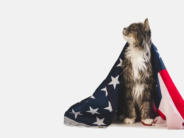 Sevimli kedi yavrusu ve Amerikan Bayrağı. Stüdyo fotoğraf çekimi