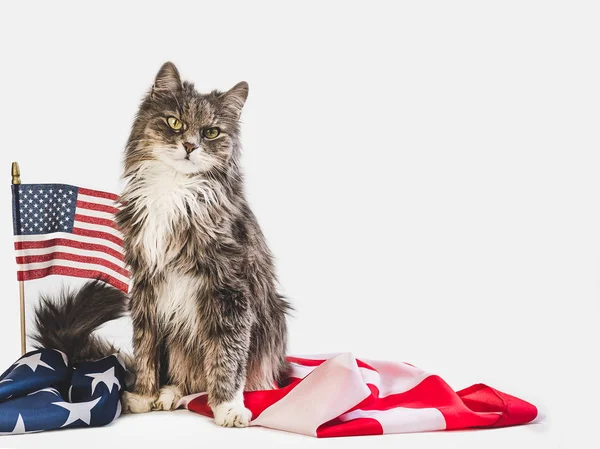 Cute kitten and American Flag. Studio photo shoot