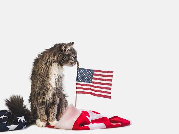 Cute kitten and American Flag. Studio photo shoot