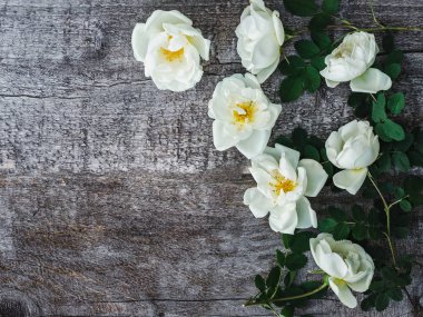 Beyaz çiçekler ile güzel gül kalça dalı