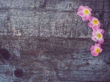 Pembe çiçekler ile güzel gül kalça dalı