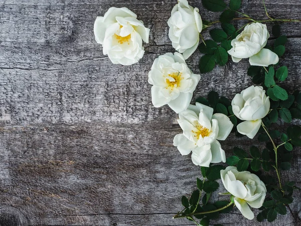 Beyaz çiçekler ile güzel gül kalça dalı