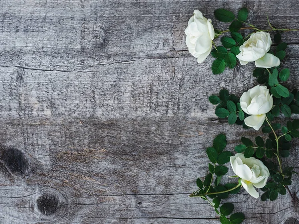 Vacker nypon gren med vita blommor — Stockfoto