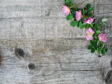 Beyaz çiçekler ile güzel gül kalça dalı