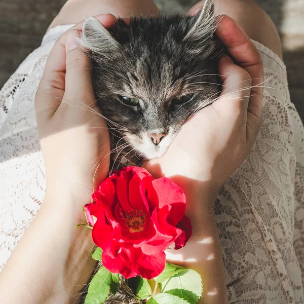 Roztomilé, sladké kotě, ležící na ženských rukách — Stock fotografie