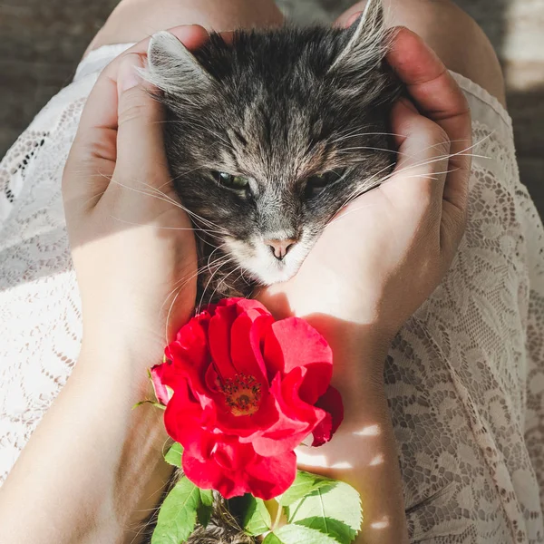 Gatinho bonito, doce, deitado em mãos femininas — Fotografia de Stock