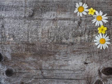 Güzel çiçek lenme buketi, parlak çiçekler. Close.