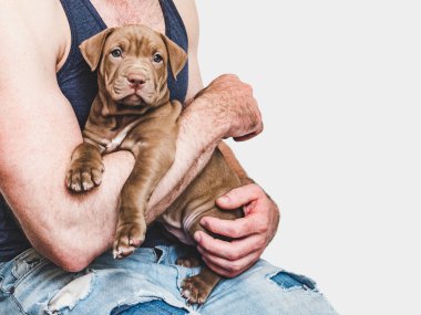 Sahibinin elinde genç köpek yavrusu