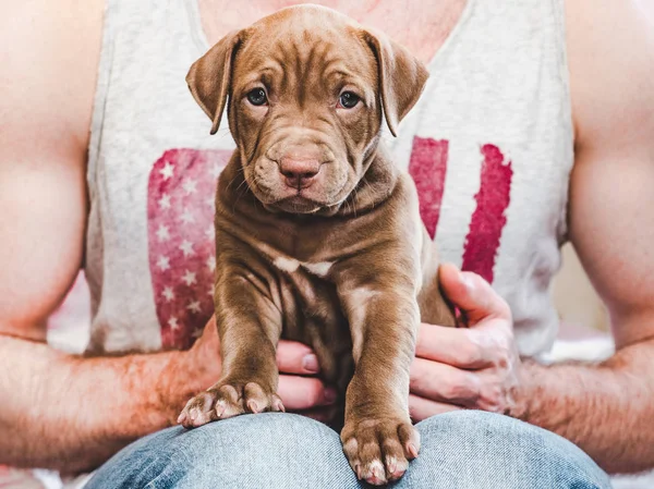 Joven cachorro en manos del dueño — Foto de Stock