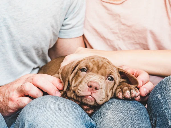 Sevimli köpek yavrusu ve sevecen çift. Evcil Hayvan Bakımı