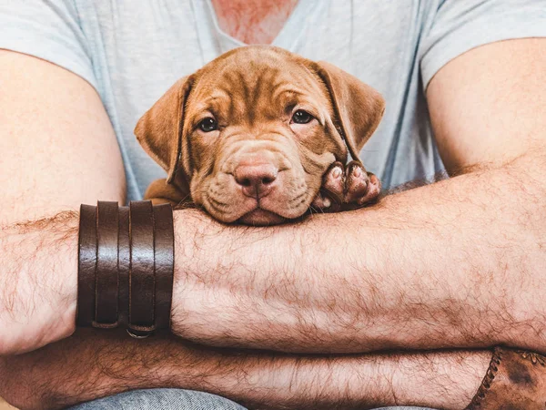 Joven cachorro en manos del dueño — Foto de Stock