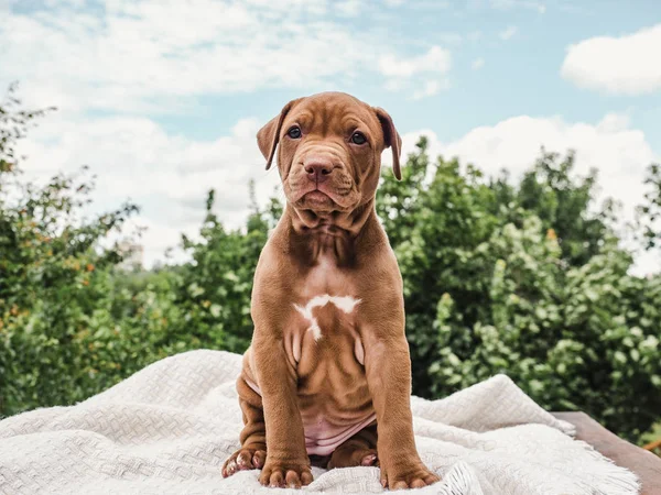 Bonito, cachorrinho encantador, sentado em um tapete macio — Fotografia de Stock