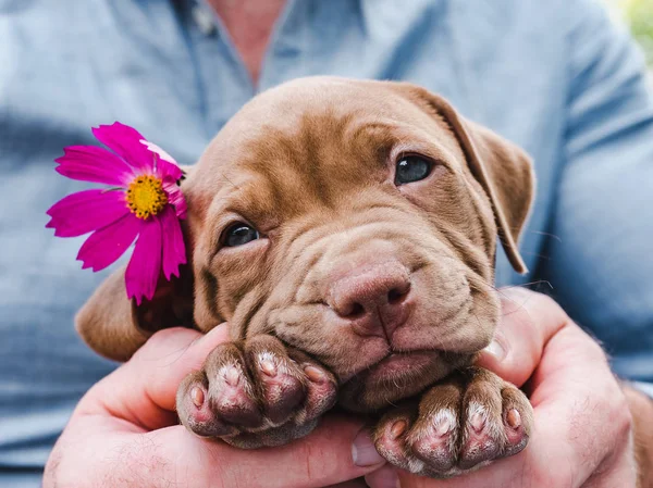 Aranyos, bájos kiskutya és egy fényes virág — Stock Fotó
