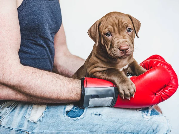 Guantes de boxeo jóvenes, encantadores para cachorros y rojos — Foto de Stock