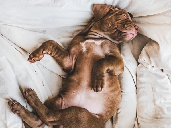 Очаровательный щенок, лежит на белом ковре — стоковое фото
