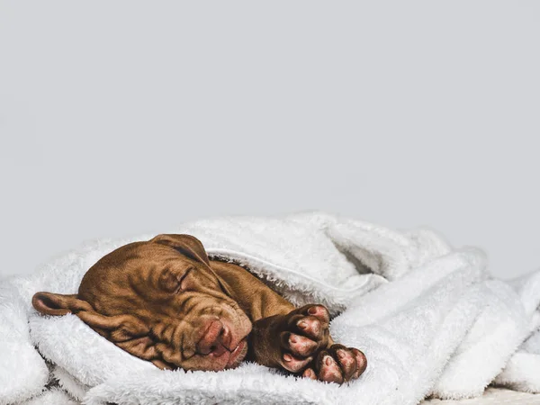 Cãozinho encantador, deitado em um tapete branco — Fotografia de Stock