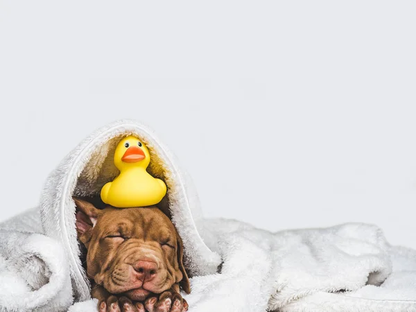 Genç, sevimli köpek yavrusu ve sarı, kauçuk ördek