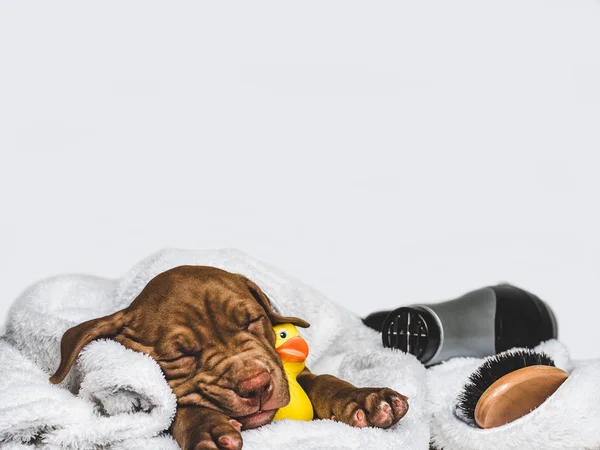 Cãozinho encantador, deitado em um tapete branco — Fotografia de Stock