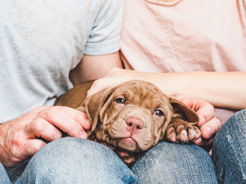 Cute puppy and caring couple. Pet Care