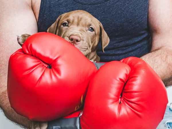 Mladé, okouzlující štěňátko a červené Boxerské rukavice — Stock fotografie