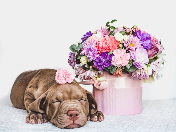 Bájos kiskutya és egy csokor friss virág — Stock Fotó
