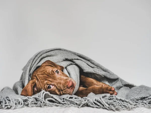 Filhote de cachorro jovem, envolto em um lenço cinza — Fotografia de Stock