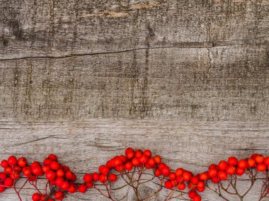 Parlak, olgun dağ külü meyveleri