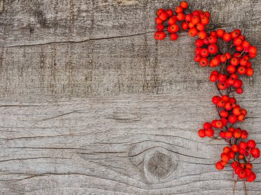 Parlak, olgun dağ külü meyveleri