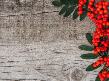 Parlak, olgun dağ külü meyveleri