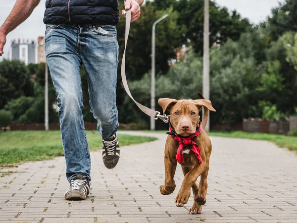 Cute puppy on a morning run with his owner