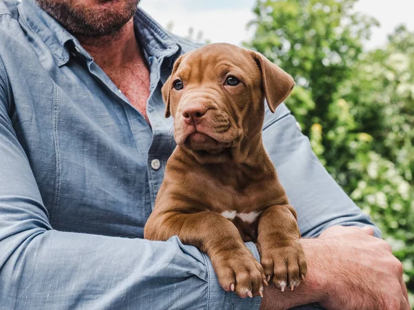 Çikolata rengi köpek yavrusu ve sahibi