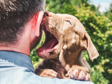 Çikolata rengi köpek yavrusu ve sahibi