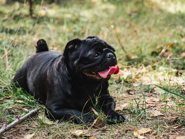 Dolce, simpatico cucciolo di colore nero. Primo piano — Foto Stock