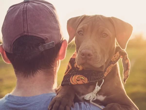 Çikolata rengi köpek yavrusu ve sahibi — Stok fotoğraf