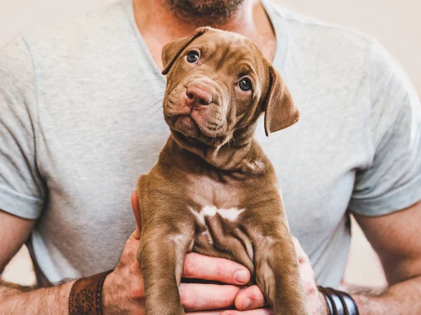 Genç, güzel bir köpek yavrusuna sarılan çekici adam
