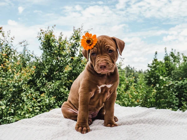 Filhote de cachorro de cor de chocolate e flor brilhante — Fotografia de Stock