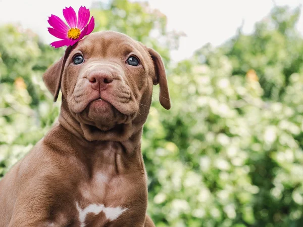Çikolata rengi ve parlak çiçek Köpek yavrusu