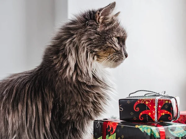 Roztomilé, okouzlující kotě a světlé dárkové krabice — Stock fotografie