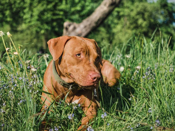 Lovable, pretty puppy of chocolate color. Closeup