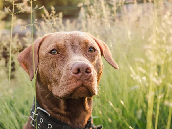 Adorable Bonito Cachorro Color Chocolate Primer Plano Aire Libre Luz — Foto de Stock