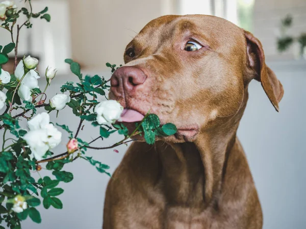 Lovable, pretty puppy of chocolate color. Close-up, indoor. Day light. Concept of care, education, obedience training, raising pets