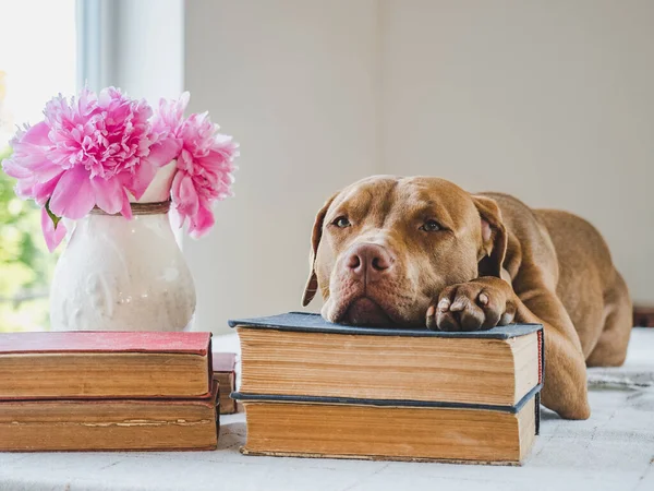 Cute, adorable puppy and vintage books. Close-up, isolated background. Studio photo. Concept of care, education, obedience training and raising of pets