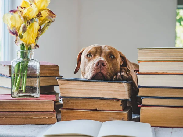 Carino Adorabile Cucciolo Libri Epoca Primo Piano Sfondo Isolato Foto — Foto Stock