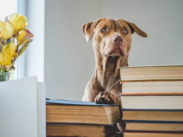 Милий Чарівний Цуценя Старовинні Книги Крупним Планом Ізольований Фон Студійне — стокове фото