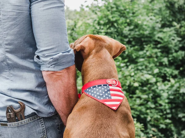 Bell Uomo Adorabile Cucciolo Bandiera Americana Vista Dal Retro Primo — Foto Stock