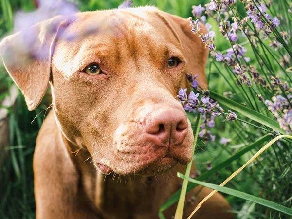 Adorable, bonito cachorro de color chocolate. Primer plano. — Foto de Stock